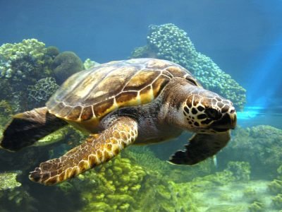 tortoise-2560-x-1600-picture-23iee7ibj1umb8qe